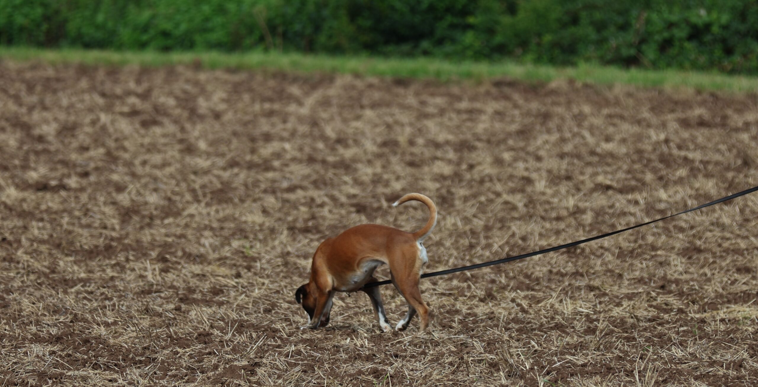 Hund beim Suchen
